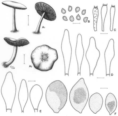 Figure 7. Pluteus fluminensis. A. Basidioma; A1. Menolli Jr. et al. NMJ127; A2. F. Karstedt & L.A.S. Ramos FK1046. B–F. F. Karstedt & L.A.S. Ramos FK1046. B. Basidiospores. C. Basidia. D. Pleurocystidia. E. Cheilocystidia. F. Pileipellis cells. Bars (A) = 1 cm; (B–F) = 10 μm.
