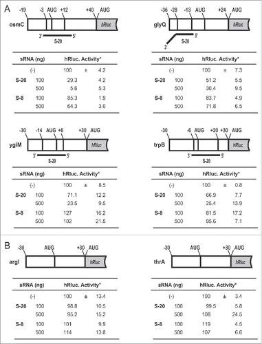 Figure 5. Effects of artificial sRNAs on the translation of sRNA target-synthetic Renilla luciferase (hRluc) chimeric reporter RNAs. (A) Renilla luciferase activities of the S-20-targeted mRNA-hRluc chimeras. (B) Renilla luciferase activities of the negative control chimeras (no sRNA-binding region). An in vitro translation assay of the chimeric RNA was performed in the presence of the indicated amounts of sRNAs. These chimeric RNAs contained additional ribonucleotide sequences (approximately 30 nt) derived from the vector sequence at each 5′ terminal. Tables show the mean values and standard deviations of the relative luciferase activities from 3 experiments. *Normalized luciferase activity in the absence of sRNAs was set to 100%.