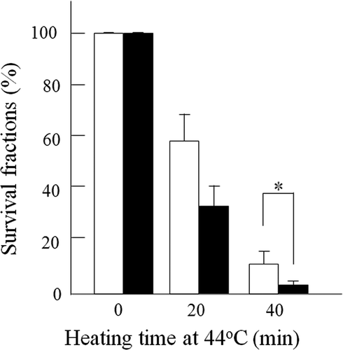 Figure 2. Effect of siRNA silencing of NBS1 on heat-sensitivity at 44°C in 8305c cells. Closed columns, NBS1-siRNA transfected cells; open columns, scrambled siRNA transfected cells. Columns show the means of at least three independent experiments; Vertical bars indicate SDs. *Differences are statistically significant (P < 0.05).