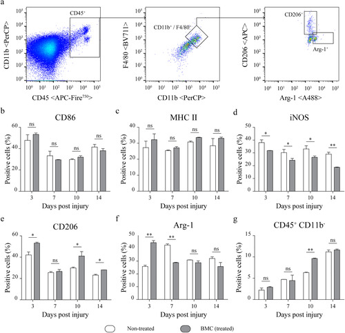 Figure 6 Lesion-associated macrophage phenotypes. Flow cytometry analysis of phenotype-specific macrophage markers performed on cell suspensions obtained by mechanical and enzymatic digestion of the distal portions of sciatic nerves dissected from non-treated (white) and BMC-transplanted animals (gray). (a) Representative graphs of the gating strategy used to select the CD45 + CD11b + F4/80+ population and analysis of macrophage markers (b) CD86, (c) MHC II, (d)iNOS, (e) CD206 and (f) Arg-1. (g) Proportion of CD45 + CD11b− cells. Bar graphs summarize values obtained in four independent experiments (one animal per experimental group) and expressed as the mean ± SD. Statistical analysis performed through two-way ANOVA (p value for interacting significance: CD86, .1110; MHC II, .7775; iNOS, .3055; CD206, .0166; Arg-1, < .001; and CD45 + CD11b− .0046), followed by Bonferroni’s multiple comparison post-test (* p < .05; ** p < .01). ANOVA: analysis of variance; Arg-1: arginase 1; BMC: bone marrow cell; iNOS: inducible nitric oxide synthase; MHC: major histocompatibility complex; ns: not significant; SD: standard deviation.