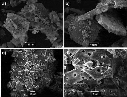 Figure 3. SEM micrograph images of the AP-1 (a, b) and HPP-1 (c, d) bulk films
