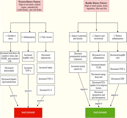 Figure 4. Consequences of western and healthy dietary patterns on the onset of non-alcoholic steatohepatitis (NASH) and non-alcoholic fatty liver disease (NAFLD). HODE: hydroxyoctadecadienoic acids; oxidized LDL: lipid oxidation products; TNF: tuber necrosis factor; IL-6: Interleukin 6; VLDL: very low density lipoproteins; FFA: free fatty acids; CRP: C-reactive proteins.