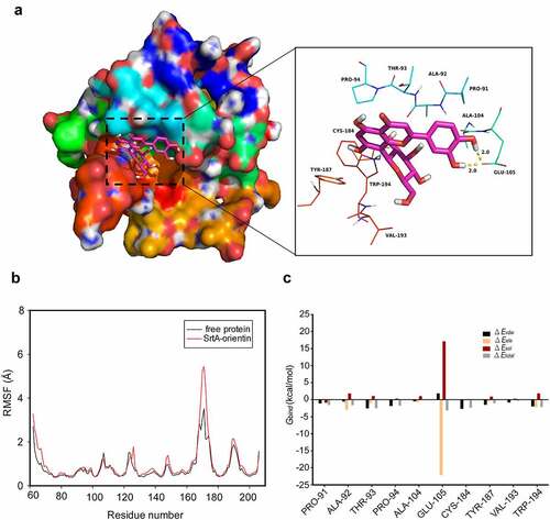 Figure 5. Molecular modeling revealed the interaction between orientin and SrtA