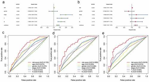 Figure 7. The predictive performance of the risk score and traditional clinicopathological parameters. (a and b) The univariate and multivariate Cox regression suggested that the risk score was an independent prognostic factor. The multiple ROC curves of the risk score and other clinicopathological parameters in 1, 3, and 5 years (c, d, e) demonstrated the excellent discrimination of the risk score based on hypoxia lncRNA signature