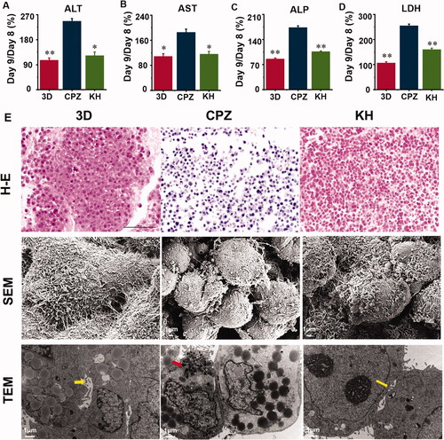 Figure 4. Culture supernatant levels of hepatocyte injury marker and effect of chlorpromazine and kuhuang on histological changes in TE liver tissue. (A) ALT; (B) AST; (C) LDH; (D) ALP; (E) H–E staining, SEM and TEM observation of the 3D, CPZ, and KH (Kuhuang + CPZ) group. Yellow arrow indicates capillary bile duct. Red arrow indicates aggregated bile acid salts.