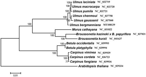 Figure 1. Maximum likelihood phylogenetic tree based on 15 selected plants chloroplast genome sequences.