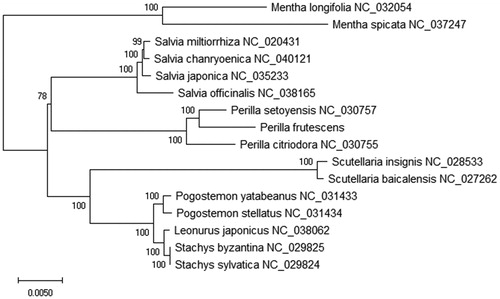 Figure 1. The maximum-likelihood (ML) phylogenetic tree based on 16 plant chloroplast genomes. Bootstrap support values based on 2000 replicates are shown next to the nodes for each branch. All the plant chloroplast genomes come from NCBI GenBank.