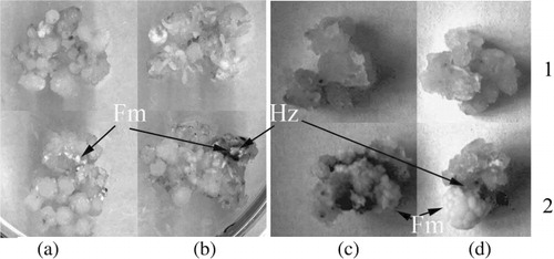 Figure 1. Influence of salicylic acid on morphology of wheat calli in co-culture with bunt T. caries (a, b) and smut U. tritici (c, d) agents. 1 – non infected calli; 2 – infected calli: a, c – MS medium; b, d – MS medium with SA. Twenty days after infection. Fm – fungal mycelium; Hz – zones with hypersensitive reaction.