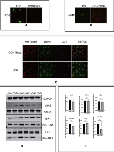 Figure 4 LPS activates the cGAS-STING pathway by inducing mitochondrial dysfunction. (A) Representative images of immunofluorescence of ROS (red) indicated groups of HESCs. (B) Representative images of immunofluorescence of MMP (red and green) indicated groups of HESCs. (C) Representative images of DAPI (blue), mitochondria (red), and dsDNA (green) in indicated groups of HESCs, p<0.05. (D) The protein level of the cGAS-STING pathway by Western blot in indicated groups of HESCs. (E) Quantitative analysis of (D). (*p < 0.05).