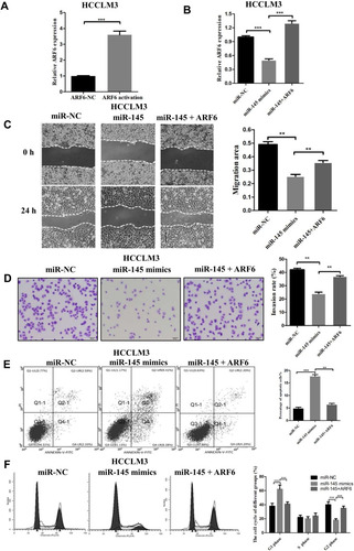 Figure 4 Overexpression of ARF6 counteracted the effects of miR-145-5p in HCCLM3 cells. (A) The mRNA level of ARF6 increased after transfection of ARF6 lentiviral activation particles. ***P<0.001 compared with the control lentiviral activation particles. (B) ARF6 levels were measured by RT-qPCR in HCCLM3 cells. (C) Migration rates of HCCLM3 cells were confirmed by a wound healing assay. (D) The invasive ability of transfected HCCLM3 cells was measured by Transwell assay (magnification, 200×). (E) Apoptosis induced by miR-145 was reversed by ARF6. (F) The effects of miR-145 and ARF6 on the cell division cycle were measured by cell cycle analysis. **P<0.01 and ***P<0.001 compared with the miR-145 mimics group. The data are presented as the mean ± standard deviation values.