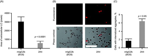 Figure 5. 2A4 promotes phagocytosis of AL amyloidosis heart extracts by a human macrophage cell line in vitro. (A) 2A4 promoted clearance of the extracellular AL heart deposits by THP-1 macrophages. Clearance was measured by area of extracellular LC protein deposits, immunostained for λ LC, remaining after 24 h and was significantly increased by 2A4 treatment (gray bar) compared with an isotype control antibody (black bar). Data are presented as mean ± SEM (n = 3). (B, C) 2A4 induced internalization of pHrodo-conjugated AL heart deposits by THP-1 cells, visualized as an increase in intracellular pHrodo-fluorescence shown in a representative bright-field overlay (20×; B) or quantified as the percentage of THP-1 cells with elevated relative mean fluorescence intensity (C), which represents internalized pHrodo-labeled aggregates. Values represent mean ± SEM of 60 optical fields per group, pooled from three independent wells (Figure 5A) or of three independent flow cytometry runs with approximately 1000 cells per run (Figure 5C). Statistical differences were determined by 2-tailed Student t test. Scale bar = 100 μm.