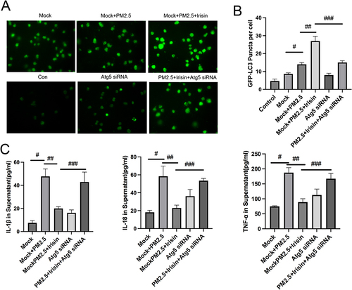 Figure 4 Expression of the Ad-GFP‑LC3B fusion protein and inflammatory factors in MH-S cells. (A) Ad-GFP‑LC3B puncta images (400× magnification) after different treatments. (B) The number of GFP-LC3B positive dots per transfected cell. (C) Inflammatory cytokines level in MH-S cell culture supernatant. Significant differences were presented as p < 0.05. #p < 0.05, Mock group vs Mock+PM2.5 group. ##p < 0.05, Mock+PM2.5 group vs Mock+PM2.5 +Irisin group. ###p < 0.05, Mock+PM2.5 +Irisin group vs PM2.5 +Irisin+Atg5 siRNA group.