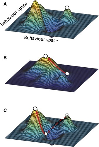 Figure 6. Simplified model representation of how evolution in alternating environments that help modulate the fitness landscape can lead to the crossing of fitness valleys within ‘behaviour space’ and the adoption and loss of different behavioural solutions. The solid red arrow indicates an evolutionary pathway following increasing positive selection pressure. (A) A population with a ‘specific’ cultural adaption (circle) sits at an optimum separated from the global optima by a fitness valley; (B) A change in the social and/or physical environment alters the fitness landscape such that the population adopts a new cultural response that previously resided in the valley within behavioural space; (C) Upon return to the original environment, that cultural adaptation now resides in the fitness valley, but the population can now evolve to the global optimum, which lies uphill. Figure modified after Steinberg and Ostermeier (Citation2016; CC BY-NC 4.0).