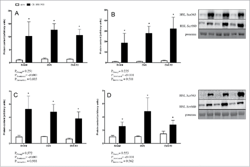 Figure 4. Lipolytic signaling protein content in r.p. and iWAT depots (in vivo) from control or CL 316,243 treated rats. In the r.p. depot A) p-HSL Ser660 and B) p-HSL Ser563; and in the iWAT depot C) p-HSL Ser660 and D) p-HSL Ser563. Data are presented as mean ± SEM; n = 6 for control and CL groups in SHAM, OVX and OVX E2. Statistical significance is accepted at p < 0.05; * denotes significant treatment effect compared with own control.