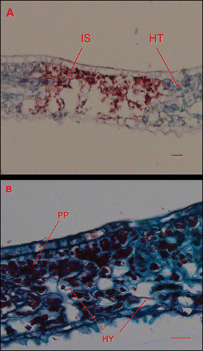 Figure 6. Light micrographs of Cornus florida ‘Cloud 9’ leaves inoculated with Discula destructiva conidia at 16 DAI. A, Diseased infection sites (IS) and healthy tissue (HT). B, Typically diseased, palisade parenchyma (PP) were stained dark red using safranin O. Bar = 20 μm.