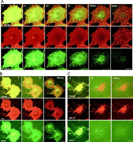 Supplementary Figure 2. Visualization of the cytoskeleton during TX-100 extraction. (A) Images of a COS7 cell coexpressing MAL-DHcRED (red) and tubulin-GFP (green)after addition of TX-100 at 17°; (see also Quicktime movie S4A in supplementary information). (B) Images of COS7 cells coexpressing the raft proteins MAL-DHcRED (red) and the actin-GFP (green) after addition of TX-100 at 17°C. (C) Images of a COS7 cell coexpressing the raft proteins VIP17-diHcRED (red) and actin-GFP (green) pretreated with latrunculin B 0.5 µg/ml prior to addition of TX-100 at 17°C. Bars = 20 µm.