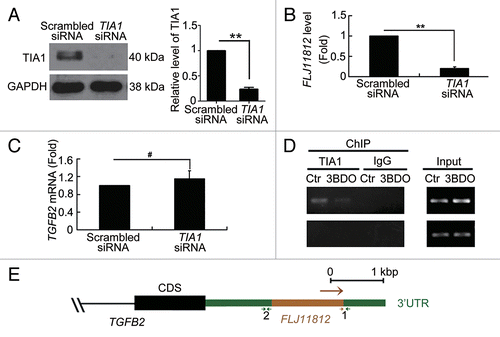 Figure 6. TIA1 regulated the processing of FLJ11812. (A) Western blot analysis of siRNA knockdown of TIA1. (B and C) qPCR analysis of the mRNA levels of FLJ11812 and TGFB2 in HUVECs with siRNA knockdown of TIA1 for 36 h. **P < 0.01, #P > 0.05, n = 3. (D) HUVECs were treated with DMSO or 120 μM 3BDO for 10 h, then total RNA-protein complexes purification were performed using these cells and underwent ChIP assay. ChIP assays with TIA1 antibody against TIA1 and the fragment that contains part of the FLJ11812 sequence amplified by RT-PCR with an adjusted PCR cycle with specific primer pairs. (E) Positions of the 2 primers used in RNA-ChIP experiments. Position 1 is the TIA1 binding sequence, and position 2 is the negative control sequence.