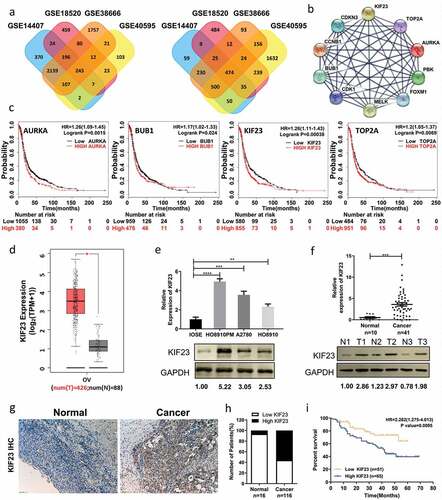 Figure 1. KIF23 expression is significantly up-regulated in ovarian cancer and predicts poor prognosis for ovarian cancer patients.