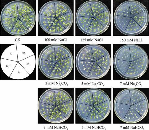 Figure 10. Seed germination in A. thaliana wild-type and B46NRT2.1 overexpression plants under different stresses. Seed of T3 overexpression A. thaliana and wild-type were grown on 1/2 MS medium supplemented with 0 mM (CK); 100 mM NaCl, 125 mM NaCl, 150 mM NaCl; 3 mM Na2CO3, 5 mM Na2CO3, 7 mM Na2CO3; 3 mM NaHCO3, 5 mM NaHCO3, or 7 mM NaHCO3, respectively. WT: Wild-type A. thaliana. #1, #2, #3 and #4: B46NRT2.1 overexpression A. thaliana lines.