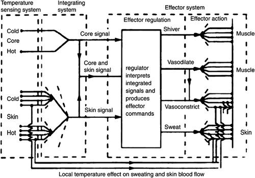 Figure 2. Schematic representation of the active part of the Stolwijk model (Stolwijk and Hardy Citation1977).