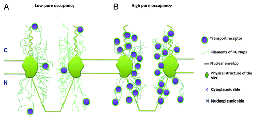 Figure 5. The conformational changes in the FG Nup filaments under low and high nuclear pore occupancies are demonstrated with simplified graphs. (A) The FG filaments (green curved lines) under a low pore occupancy of transport receptors (purple balls coated with green layers). (B) The status of FG filaments under a high pore occupancy.