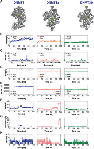 Figure 4. Stable interaction of the inhibitor with DNMTs. (A) Composite image of snapshots representing 100 ns of MD simulation, taken 10 ns apart. (B–E) Graph showing Cα root mean square deviation (RMSD) (B), Cα root mean square fluctuation (RMSF) (C), radius of gyration (Rog) (D), solvent accessible surface area (SASA) (E) analyses of apo- and holo-DNMTs over the 100 ns MD simulations. (F–H) Graph showing ligand SASA (F), protein-ligand center-of-mass distance (G) and number of protein-ligand H-bonds (H) in holo-DNMTs over the 100 ns MD simulations.