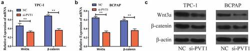 Figure 3. circPVT1 could activate the Wnt/β-catenin signal pathway. a. Down-regulation of PVT1 expression in TPC-1 cells inhibits mRNA expression of Wnt/β-catenin signal pathway-related genes; b. Lower PVT1 expression in BCPAP cells inhibits the mRNA expression of Wnt/β-catenin signal pathway-related genes; c. Western blot showed that the level of gene proteins related to the Wnt/β-catenin signal pathway decreased when PVT1 expression was lowered in TPC-1 as well as BCPAP cells. (** P < 0.01)