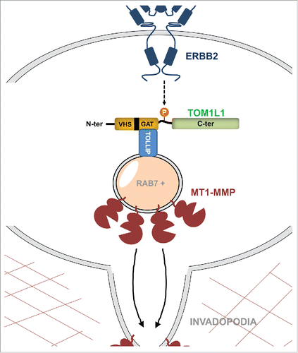 Figure 1. Mechanisms whereby ERBB2 and TOM1L1 cooperate to promote invasiveness in breast cancer. V-erb-b2 avian erythroblastic leukemia viral oncogene homolog 2 (ERBB2) induces phosphorylation of upregulated target of myb1-like 1 protein (TOM1L1) on Ser321, which promotes its association, via its GGA and TOM1 (GAT) homology domain, with Toll-interacting protein (TOLLIP) in late-endosomal RAB7+ compartments and membrane-type 1 matrix metalloprotease (MT1-MMP) trafficking to invadopodia for cell invasion. The VPS27/HRS/STAM homology domain (VHS) and the C-terminal sequence (C-ter) of TOM1L1 are highlighted.