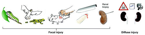 Figure 1. Traumatic injuries across species and kidney disease. Coordinated danger response programs are of benefit for multicellular organisms, even if they cause some collateral tissue damage or persisting defects. However, metabolic, hemodynamic or toxic factors rather hit the kidney in a diffuse manner which is why collateral damage affects the entire renal tissue and progresses to end-stage renal disease.