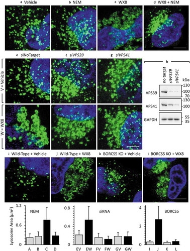 Figure 4. Inhibition of homotypic lysosomal fusion prevented WX8-induced lysosomal enlargement. (a-d) HeLa cells were cultured for 10 min in the presence of either vehicle or 10 μM N-ethylmalaimide (NEM) before washing them with phosphate-buffered saline. Fresh medium was then added containing either vehicle or 1 µM WX8, and the cells were cultured for 1 h. Cells were then stained with anti-LAMP1 antibody, a fluorescent-conjugated secondary antibody to identify lysosomes, and DAPI to identify nuclei, as previously described [Citation22]. Fluorescent images were viewed by confocal microscopy. Scale bar: 5 µm. (e-g) HeLa cells were transfected for 2-days, 2 consecutive times, with a pool of siRNAs against the genes encoding the HOPS-specific subunits VPS39 and VPS41, as previously described [Citation22]. Cells were then incubated for 30 min either with vehicle (V) or with 1 μM WX8 (W). Scale bar: 10 µm. (h) Western immuno-blot with non-targeting (nt) siRNA as a negative control, and GAPDH protein as an internal loading control. (i-l) Wild-type HeLa cells and a derivative HeLa cell line in which the BORCS5 gene was ablated were cultured for 30 min in the presence of either vehicle or 1 µM WX8. Scale bar: 10 µm. Bar graphs indicate the mean ±SD for the lysosomal area in 2 independent experiments for each image.