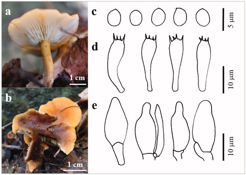 Figure 6. The basidiocarp surface (a) and (b) and microscopic features (c–e) of Calocybe decolorata KUC20180712-50. (c) Basidiospores; (d) Basidia; (e) Cystidia.