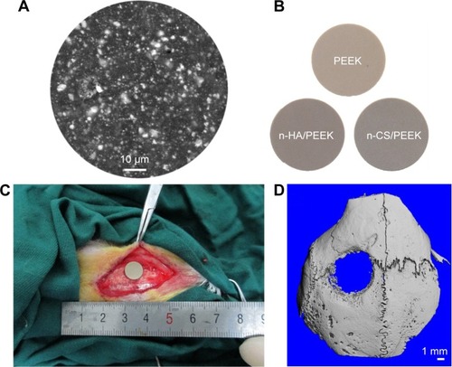 Figure 1 Implantation of composites in rabbit skull defect.Notes: (A) Representative SEM image showed that n-HA was distributed evenly in the matrix of PEEK. (B) Implanted samples. (C) Implants were inserted into the parietal bone defect. (D) The reconstructed image of the skull defect after 4 weeks of implantation.Abbreviations: PEEK, polyetheretherketone; n-HA, nanohydroxyapatite; n-CS, nano-calcium silicate; SEM, scanning electron microscopy.