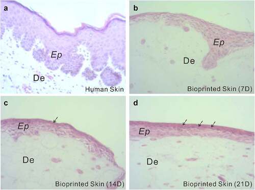 Figure 4. Histological and morphological characterization of the printed skin. Optical microscopy images of normal human skin (a) and printed skin after 7, 14, and 21 days of culture (b-d). Tissues were stained with H&E.