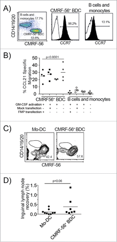 Figure 4. Minimally manipulated CMRF-56+ BDC maintain the capacity to migrate in vitro and in vivo. (A) Expression of CCR7 on CMRF-56+ cells isolated from PBMC cultured for 15 h and stimulated with GM-CSF for 2 h was assessed by flow cytometry. A representative plot is shown. (B) Total CMRF-56+ cells that were activated with GM-CSF and either FMP–mRNA or Mock transfected were allowed to migrate in transwell plates to CCL21 for 4 h. Migrated cells were harvested, stained for lineage markers (CD14, CD19, CD20) and hCMRF-56. BDC, residual monocytes and B cells were enumerated by flow cytometry and absolute numbers determined. Migration of BDC was compared to that of residual B cells and monocytes within individual wells. (n = 4; one-way ANOVA with Dunnett's multiple comparisons test). (C) Human Mo-DC activated with clinical cytokine cocktail (IL-1β, IL-6, TNF, PGE2) or CMRF-56+ BDC activated with GM-CSF alone were administered intra-dermally into the tail base of NK cell depleted SCID mice. Cells were allowed to migrate for 6 h after which the inguinal LN was harvested and the presence of human Mo-DC or CMRF-56+ BDC assessed by flow cytometry. (D) The recovery of BDC in inguinal LN was calculated as the number of recovered BDC or Mo-DC as a proportion of the number of DC transferred based on the purity of each preparation as determined by flow cytometry. The combined data from three independent Mo-DC preparations and three primary CMRF-56+ BDC preparations in individual mice is shown.