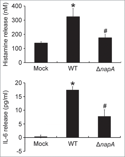 Figure 3. Induction of histamine and IL-6 release from HMC-1 cells infected with the wild-type H. pylori and isogenic napA knockout H. pylori mutant strains. HMC-1 cells were left uninfected (mock) or infected with wild-type (WT) H. pylori NCTC 11637 strain and its isogenic napA knockout mutant strain (ΔnapA) at 37°C for 30 min or 4 h for measurement of the release of histamine or IL-6, respectively. Release of histamine and IL-6 from HMC-1 cells was determined as described in Figures 1 and 2, respectively. Data were represented as the mean ± SD of 3 independent experiments *P < 0.05 as compared with uninfected mock cells; #P < 0.05 as compared with wild-type H. pylori-infected cells.