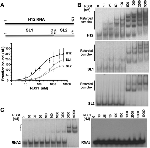 Figure 3. Gel-shift analysis of RNA structural motifs with RBS1. (A) Schematic representing the H12 probes used in the assay (top). (Bottom) Graph representing the adjusted curves obtained from the quantification (mean ± SD) of three independent gel-shift assays using H12, SL1, and SL2 probes incubated with increasing amounts of His-RBS1 protein. (B) Representative examples of the gel-shift assays conducted with labelled H12, SL1 or SL2 RNAs. (C) Gel-shift assays conducted with labelled RNA2 (encompassing nucleotides 4204-4259 of Gemin5 mRNA), and RNA3 (UUUCCUUU synthetic RNA).