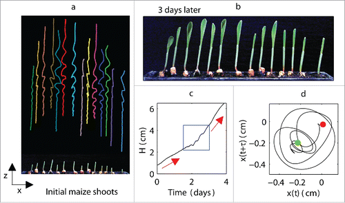 Figure 1. Experiments performed on a group of maize plants. (a) Initial maize shoots and corresponding trajectories during the growth process; (b) maize shoots after 3 days: most shoots have open leaves; (c) plant height H as a function of time for a selected plant, where red arrows show changes in growth rate and blue rectangle marks the point at which oscillations appear; (d) x − y phase space reconstruction from the time series x(t), which describes the magnitude of the plant oscillations in the horizontal x direction: green point and red dot indicate beginning and end of oscillations, respectively; reconstruction shows rotational motion of the plant (i.e., plant motion is not unidirectional) around its axis in both x and y directions that could not be directly measured with the camera.