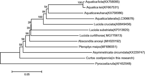 Figure 1. Molecular phylogeny of C. costipennis and 11 other firefly species based on the complete mitochondrial genome. The complete mitochondrial genome was downloaded from GenBank and the phylogenic tree was constructed by neighbour-joining method with 1000 bootstrap replicates. MtDNA accession numbers used for tree construction are as follows: Pteroptyx maipo (MF686051) Aquatica ficta (KX758085), Pyrocoelia rufa (AF452048), Aquatica leii (KF667531), Aquatica wuhana (KX758086), Luciola cruciata (AB849456), Asymmetricata circumdata (KX229747), Aquatica lateralis (LC306678), Abscondita anceyi (MH020192) and Luciola substriata (recently identified as Sclerotia flavida by Ballantyne et al. Citation2016) (KP313820).