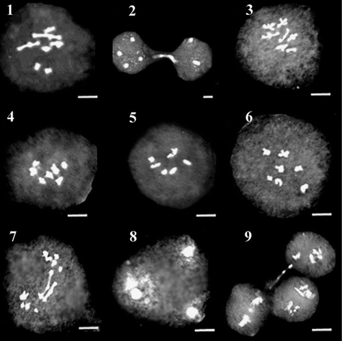 Figures 1–9 Representative meiotic cells in different species of O. sect. Hymenobrychis: 1, 2. diakinesis and cytomixis in O. ptolemaica; 3. diakinesis in O. schahuensis; 4. diakinesis in O. kuchanensis; 5. diakinesis in O. meshhedensis; 6–9. diakinesis, bridge, tripolar cell and cytomixis in Mashhad population of O. chorassanica. Scale bar: 3 μm.