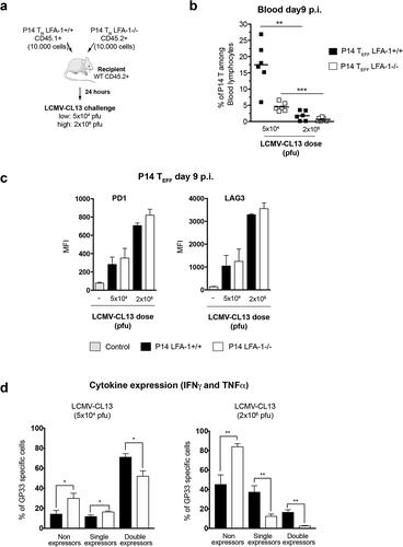 Figure 4. Role of LFA-1 usage and high viremia in TEFF dysfunction after LCMV-CL13 infection (a) 10,000 cells of purified LFA-1+/+ CD45.1+ and LFA-1−/- CD45.2+ P14 TN cells were transferred into the same C57BL/6 CD45.2+ recipients, thus generating P14 chimeric mice. 24 hours later, recipient mice were i.v. challenged with LCMV-CL13 (5x104 or 2 × 106 pfu). The surface expression of CD45.1 and lack of LFA1 expression was used to identify these cells among CD8+ cells in recipient mice. At day 9 p.i. the frequency (b) and (c) the expression of PD-1 and LAG-3 was quantified in P14 TEFF from the blood of infected P14 chimeric mice. Results shown as mean fluorescence intensity (MFI). (d) In parallel, P14 TEFF from the blood of infected mice were restimulated ex vivo with LCMV GP33 peptide to quantify their production of IFNγ and TNFα. Two independent experiments were performed including three mice per group with similar results