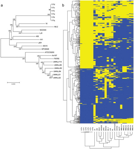 Figure 6. L. johnsonii 456 is genetically distinct from other described L. johnsonii strains. (a) Phylogenetic tree of 24 L. johnsonii isolates based on 101,088 SNPs in core genomic regions. Distances represent percentage of SNP differences out of total compared SNPs. (b) Frequency of non-core regions among the 24 L. johnsonii strains. Yellow cells indicate presence of a non-core region (along columns) in a strain (along rows). Dendrograms based on complete linkage hierarchical clustering of strains or regions based on Euclideans distances. Non-core region lengths are not represented here.