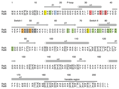 Figure 2 Alignment of RalA and RalB and their binding sites for effectors. The sequence alignment of human RalA and RalB with the divergent residues boxed. Residues that interact with the three effectors are colored as follows: Exo84 only-yellow; Sec5 only-red; RLIP76 only-blue; Exo84 and Sec5: orange; Exo84 and RLIP76-green; all three effectors-grey. It is evident that the residues that interact directly with the effectors are 100% conserved between the two Ral isoforms. The numbers and secondary structures above the sequences are for RalA. Helices are denoted by cylinders and β-strands by arrows. The switch regions, the P loop and the variable region at the C-terminus are also indicated above the sequences. This figure was produced with Alscript.