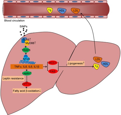 Figure 9 Schematic model of underlying mechanisms for how SiNPs regulate hepatic lipid metabolism.Notes: SiNPs exposure activated the TLR5–MyD88–TRAF6–NFκB pathway, thus increasing secretion of the proinflammatory cytokines TNFα, IL8, IL6, and IL1β. These proinflammatory cytokines induced the elevated protein expression of key lipogenesis enzymes FAS and ACC1 to contribute to the increased production of lipid levels. Meanwhile, these cytokines raised leptin levels, but inhibited fatty acid β-oxidation by downregulating CPT1A expression, which implied that SiNPs might induce leptin resistance in the liver. In summary, SiNPs accelerated lipogenesis and suppressed fatty acid β-oxidation to disturb lipid metabolism in the liver via the TLR5-signaling pathway.Abbreviations: SiNPs, silica nanoparticles; Tg, triglyceride.