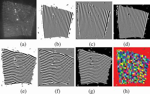 Figure 3. Estimation of phase values using U-Nets: (a) Input image. (b) U-Net output for sin of horizontal phases. (c) U-Net output for cos of horizontal phases. (d) Estimated horizontal phases. (e) U-Net output for sin of vertical phases. (f) U-Net output for cos of vertical phases. (g) Estimated vertical phases. (h) Regions representing grid points. These regions are obtained by segmentation of the images by discontinuities of (d) and (g).