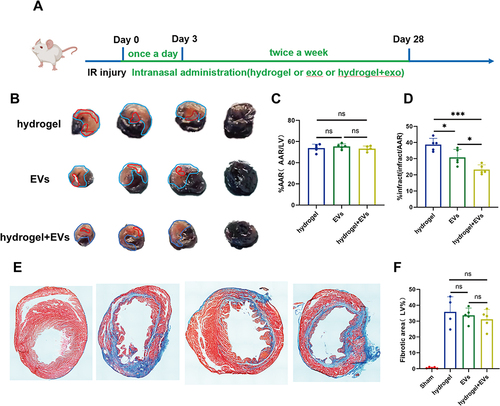 Figure 3 EVs with the hydrogel reduced the area of infarction after IR injury. (A) The mice underwent I/R injury surgery and were subsequently administered multiple intranasal doses of EVs, which were either in the form of a hydrogel formulation or a simple solution. (B) Representative images of Evans blue/TTC staining of mouse hearts taken 3 days later after myocardial IR injury (Area-at-risk; blue dotted line) and infarct size (red dotted line)). Quantitative analysis of AAR/left ventricle ratio (C) and infarct/AAR ratio (D) (n=5). (E) Representative images of masson trichrome staining of mouse hearts taken 28 days later after myocardial IR injury. (F) Quantitative analysis of fibrosis are/left ventricle ratio (n=5). (*P < 0.05, ***P < 0.001).