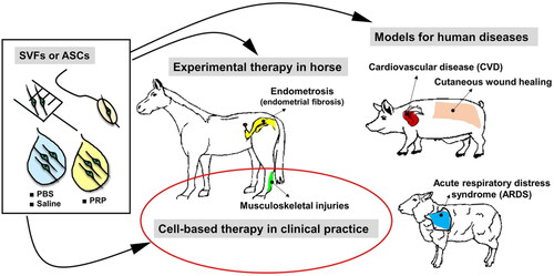 Figure 4. Applications of stromal vascular fraction (AdSVF) or adipose-derived stem cells (ASCs) in translational research involving pigs, horse, and sheep models and veterinary practice. ASCs/SVFs can be suspended in either platelet-rich plasma (PRP), phosphate-buffered saline (PBS), or 0.9% sodium chloride (saline). The suspended cells can be administered via different routes, including intra-lesional, intravenous injections (musculoskeletal injury treatment, cutaneous wound healing, acute respiratory distress syndrome), intracoronary delivery using balloon angioplasty catheter (cardiovascular disease), or insemination catheter (endometriosis). Reproduced from Bukowska et al. (Citation2021) under Creative Commons Attribution 4.0 International License (https://creativecommons.org/licenses/by/4.0/).