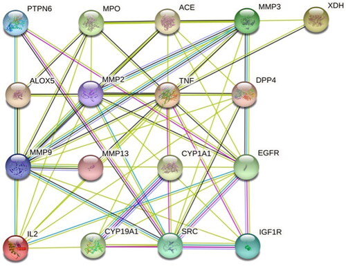 Figure 5. The protein–protein interaction (PPI) network of potential targets.