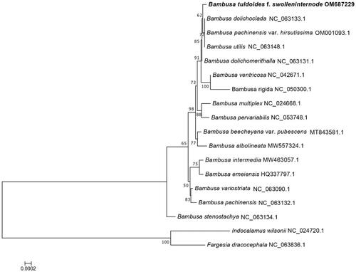 Figure 4. Phylogenetic tree of 16-taxon data of Bambusa set based on 71 chloroplast protein-coding genes using best-fit and JTT + F+R2 model. Indocalamus wilsonii and Fargesia dracocephala were selected as outgroups.