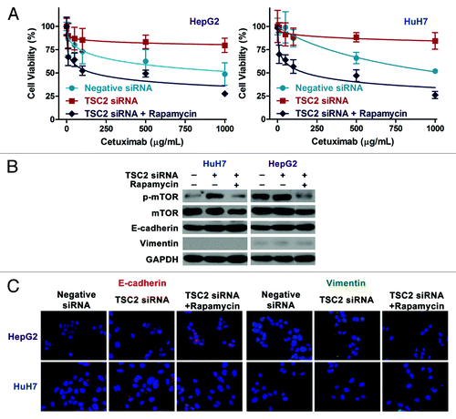 Figure 4. Rapamycin restores cetuximab sensitivity following hypoxia-induced EMT. (A) Cell viability assays show that hypoxia-induced EMT increases resistance to cetuximab and that cetuximab sensitivity is restored by rapamycin cotreatment. Levels of mTOR activity, E-cadherin, and vimentin expression, (B) and E-cadherin and vimentin subcellular localization (C and D) in HepG2 and HuH7 cells undergoing EMT with or without rapamycin treatment.