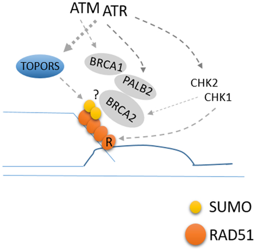 Figure 1. Roles of ATM/ATR kinases in promoting RAD51 chromatin loading. ATM/ATR induces chromatin loading of RAD51 and HR repair, in part, by TOPORS phosphorylation and RAD51 SUMOylation.